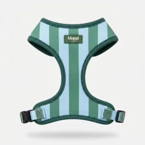 Teddy Harness (copia)
