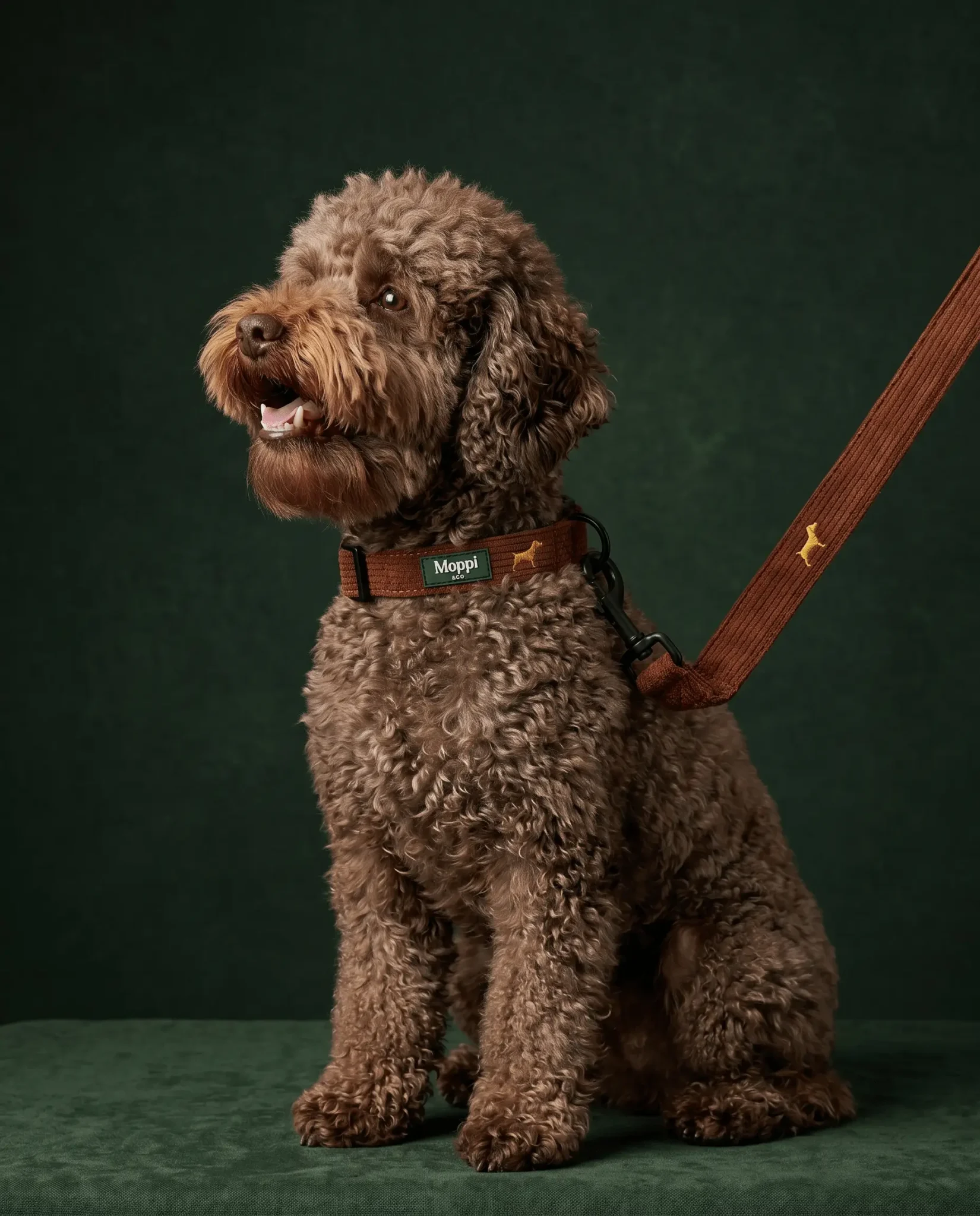 Correa y collar para perros de moppi&co