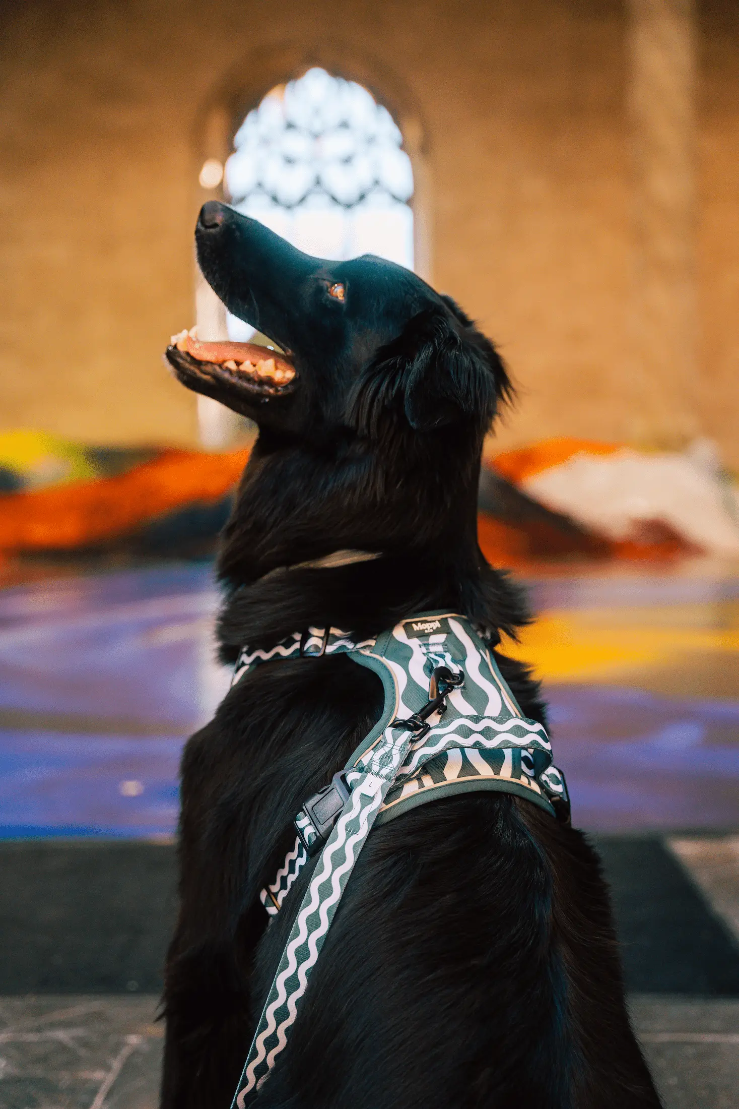 SALERNO WAVE dog harness