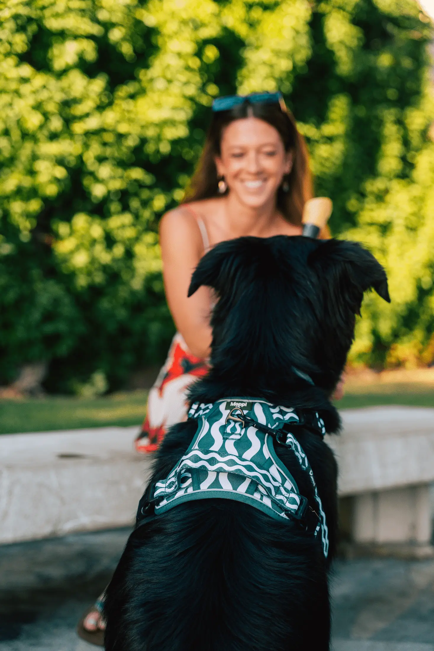 SALERNO WAVE dog harness with lab