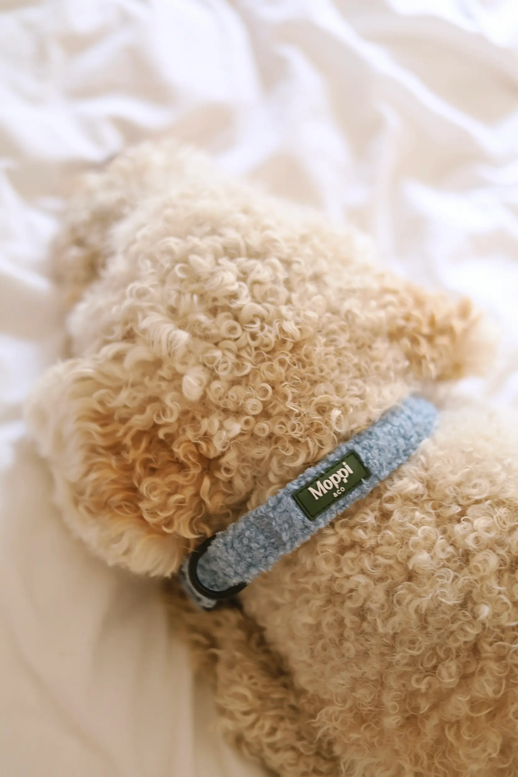 firenze blue dog collar