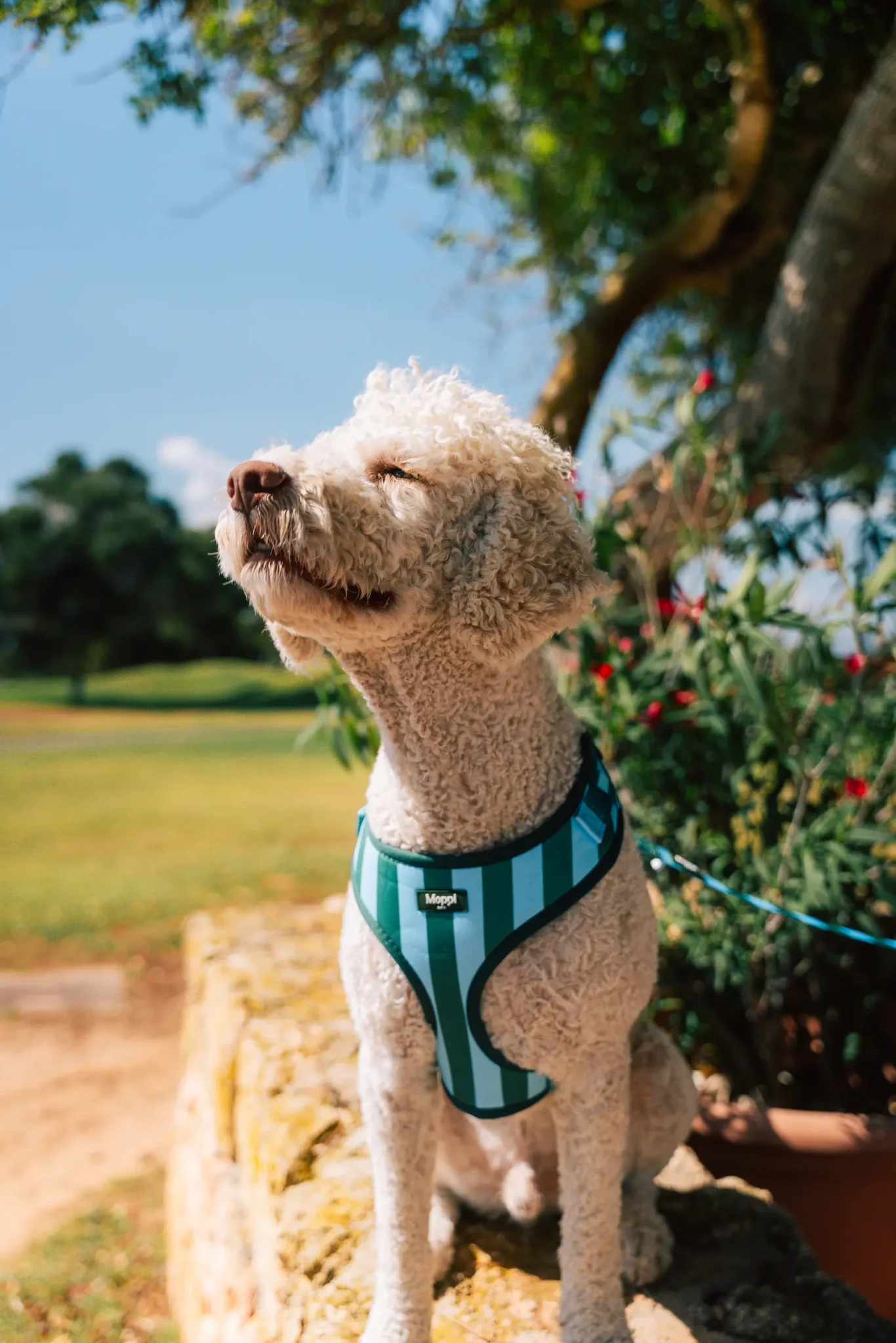 sorrento blue dog harness and leash