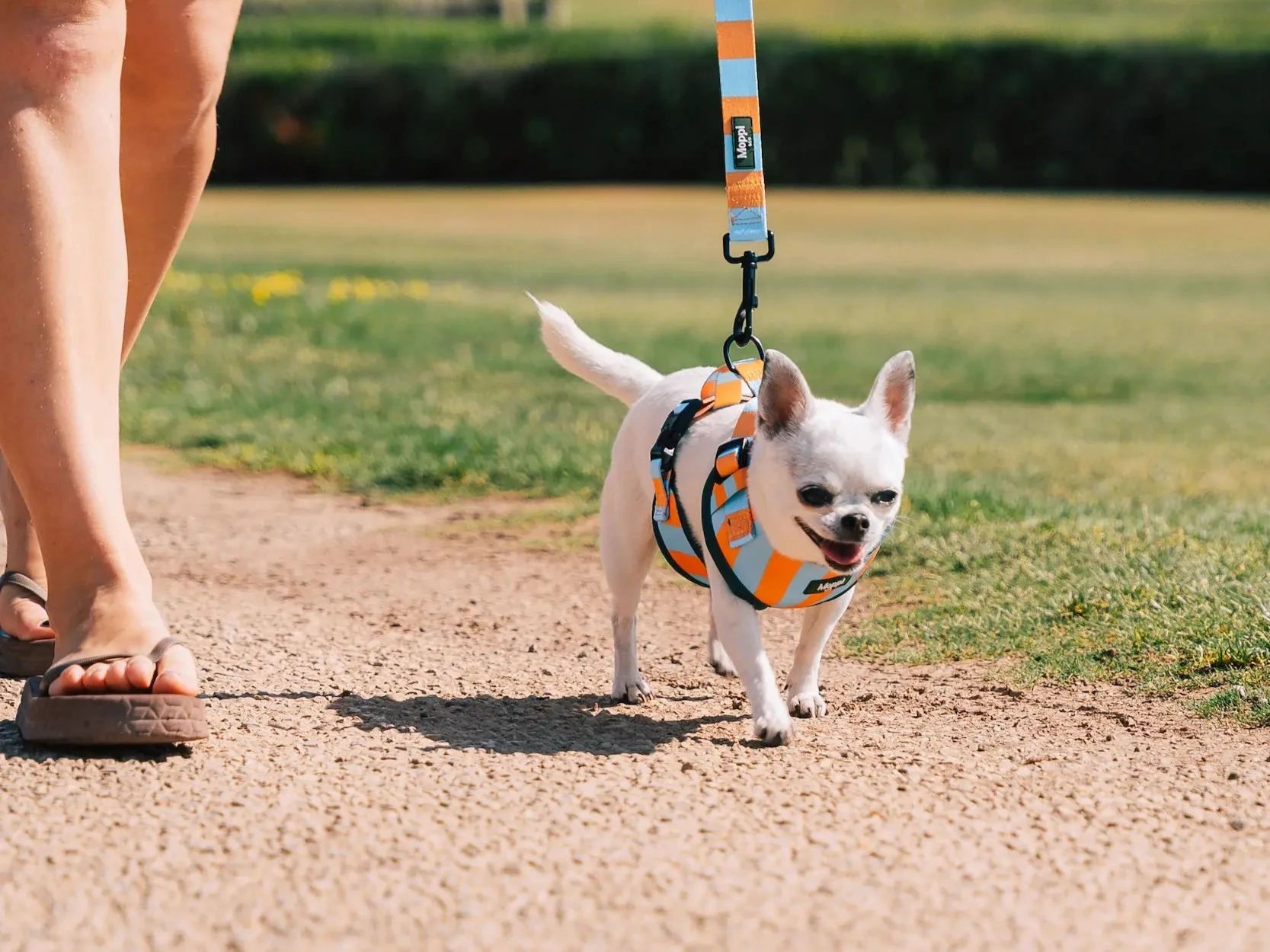 moppi & co dog harness and dog leash