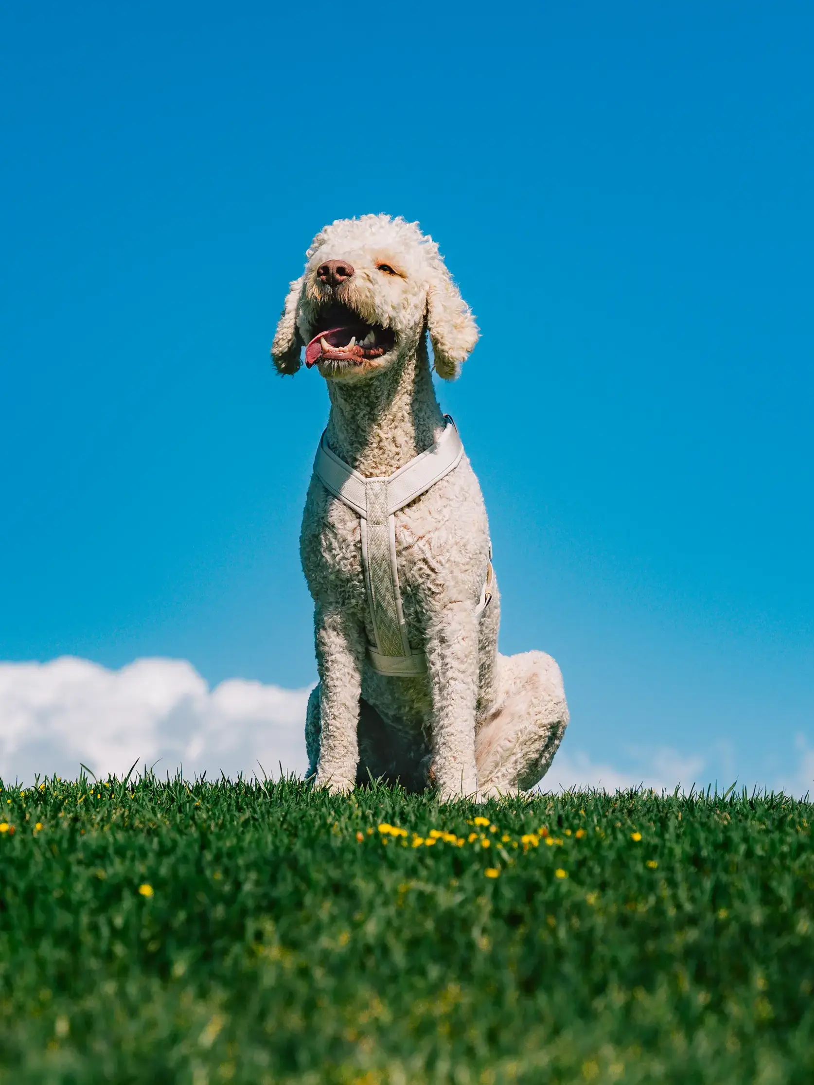 Portofino Ivory Y best dog harnesses