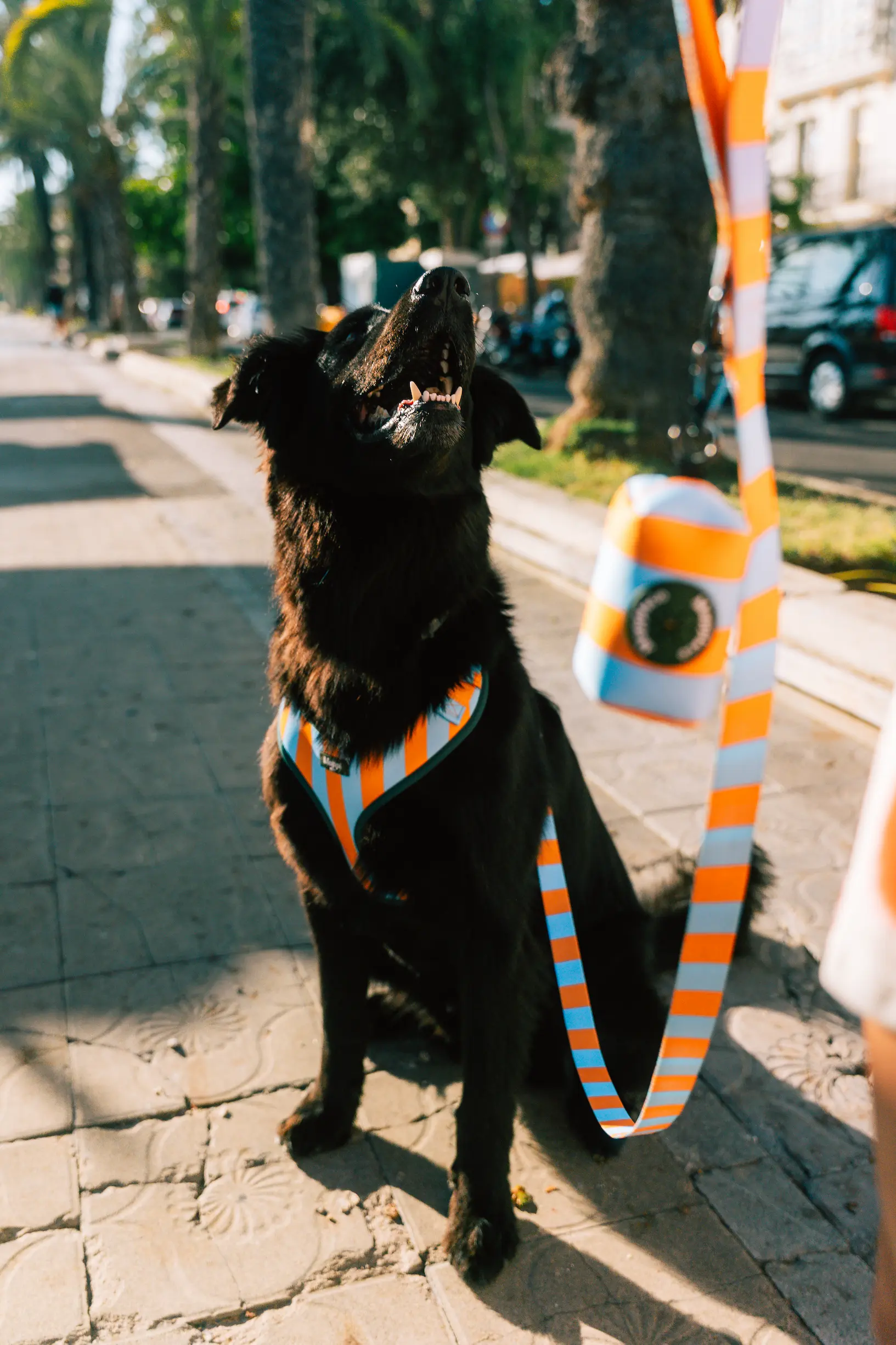 capri orange dog harness and leash