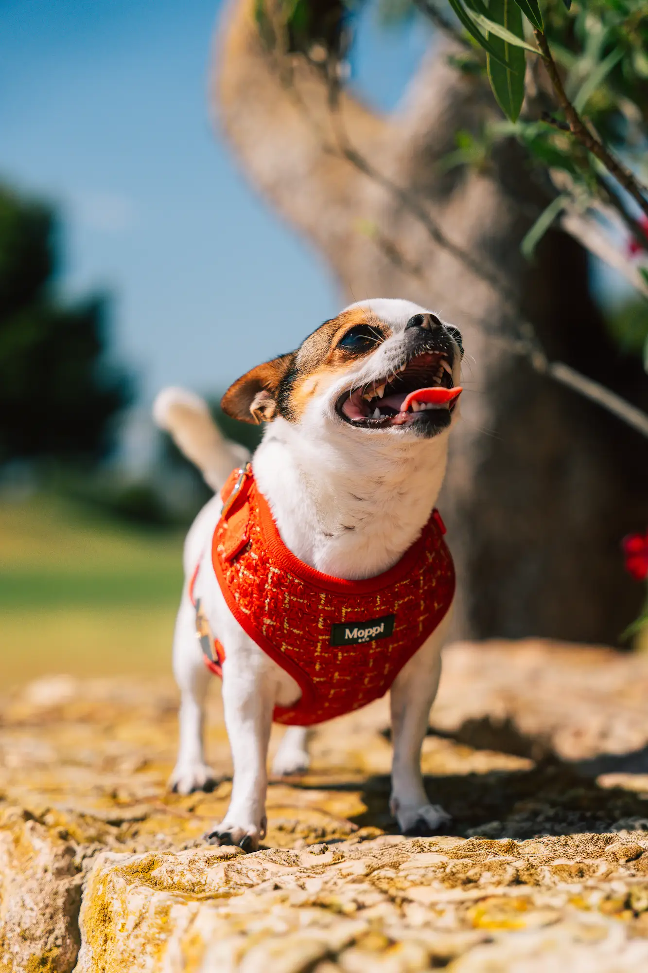 bellagio red best dog harnesses