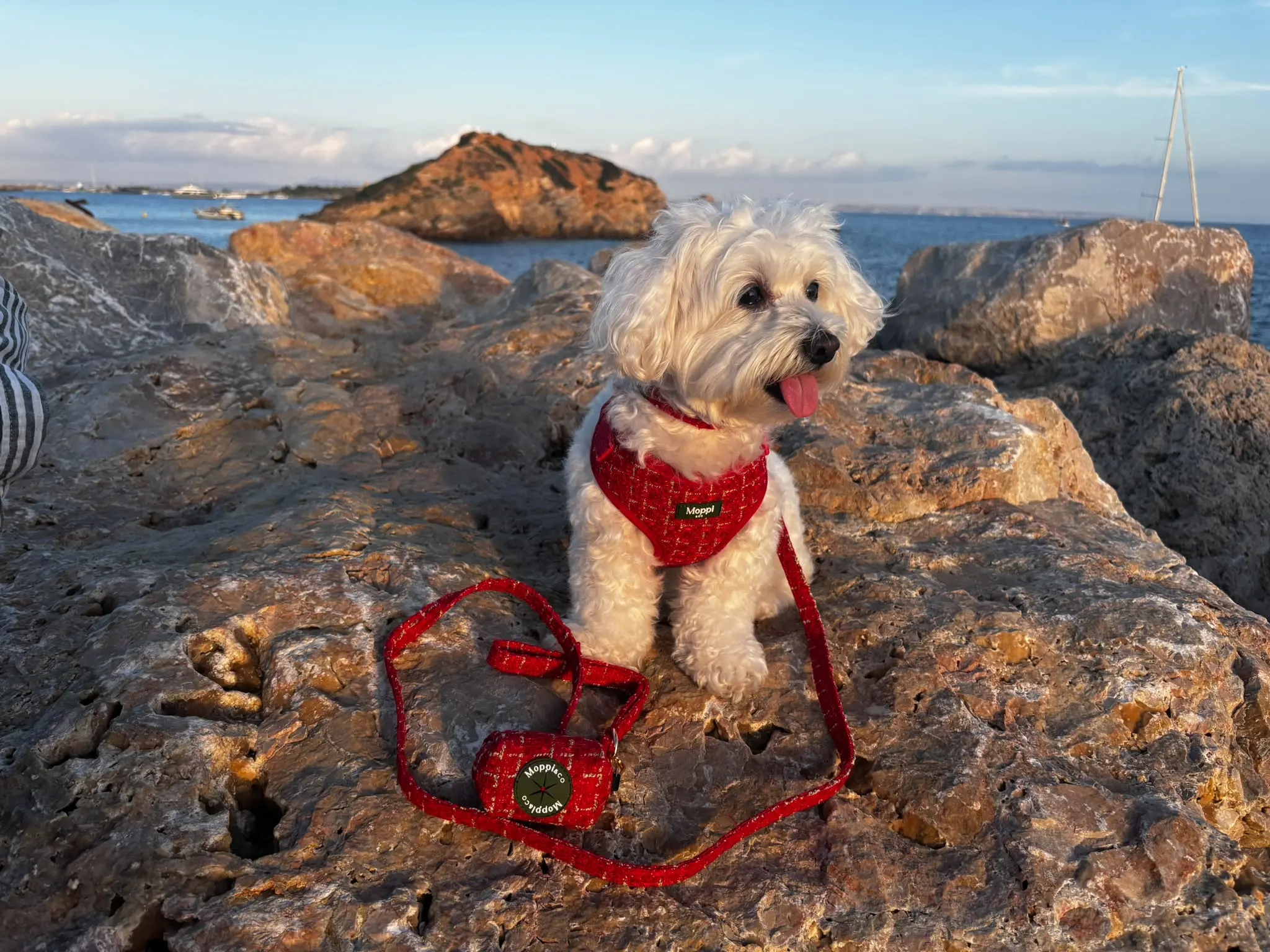moppi regalos para perros